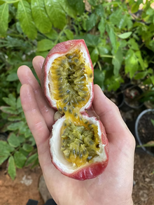 שיח פסיפלורה סגולה פאשן דרים