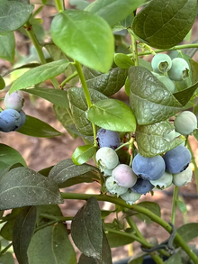 שיח אוכמניות לגאסי
