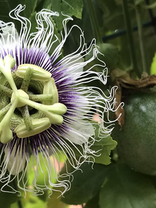 שיח פסיפלורה סגולה פאשן דרים