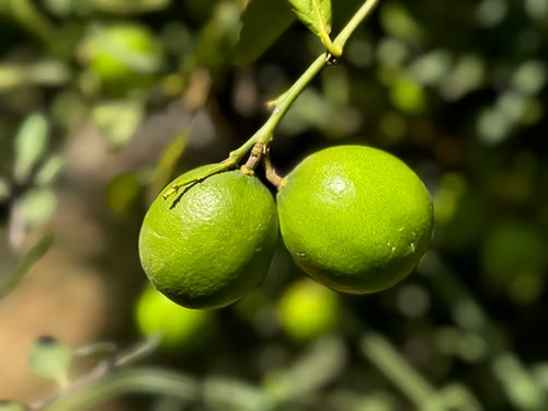 שני פירות ליים ירוקים בשלים תלויים על ענף דק עם עלים, ברקע מטושטש של פירות נוספים ושמש.
