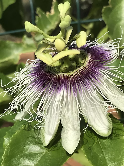 שיח פסיפלורה סגולה פאשן דרים