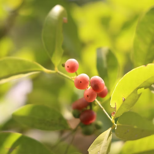 שיח אורנג' ברי (זריע)