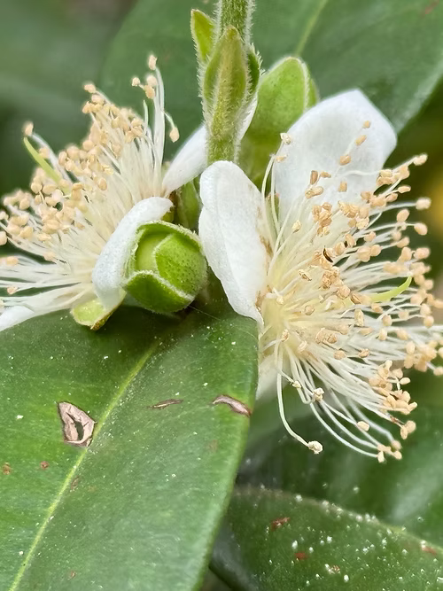 שיח פיטנגטובה - דובדבן כוכב