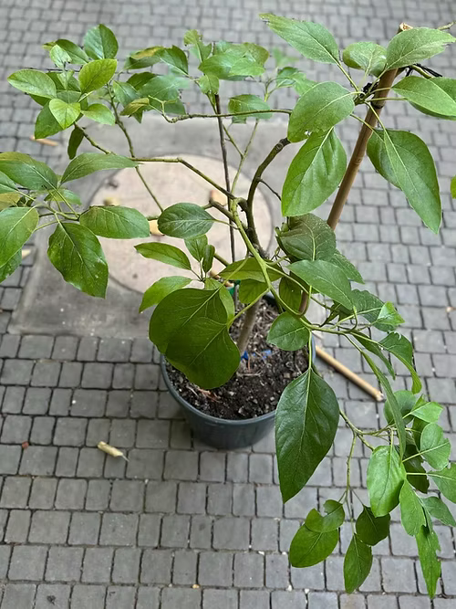 עץ אבוקדו שרוויל+ריד (מורכב 2 זנים)