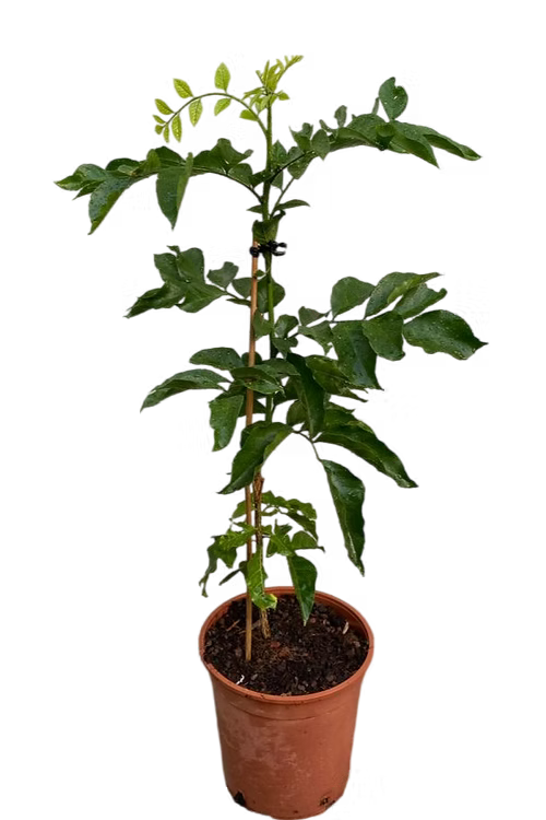 עץ וואמפי/וומפי (איסוף עצמי)