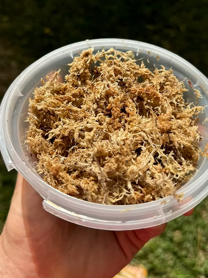 ספגנום מוס פטגוניה