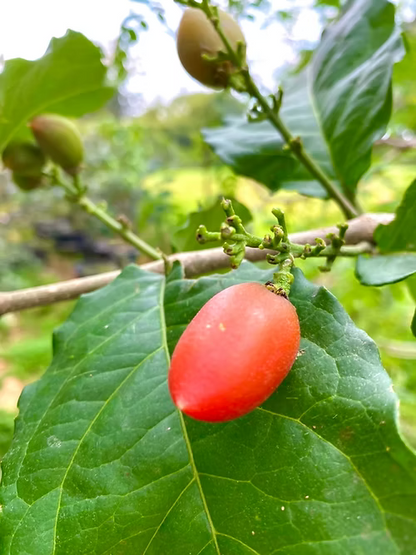 עץ פרי חמאת הבוטנים