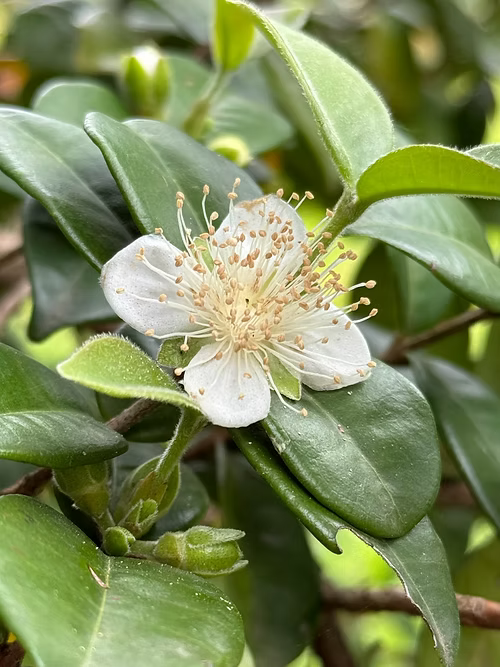 שיח פיטנגטובה - דובדבן כוכב