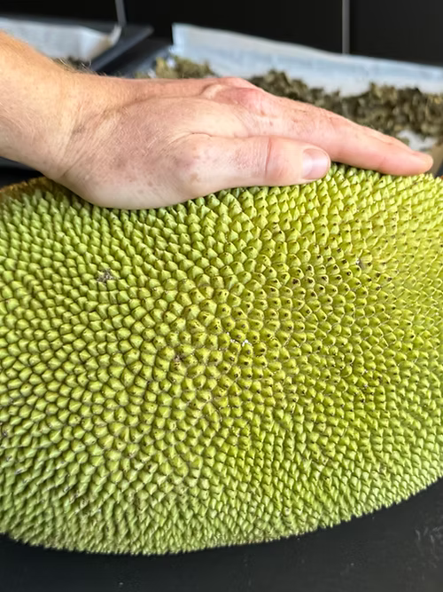 עץ ג'קפרוט גולדי קראנץ