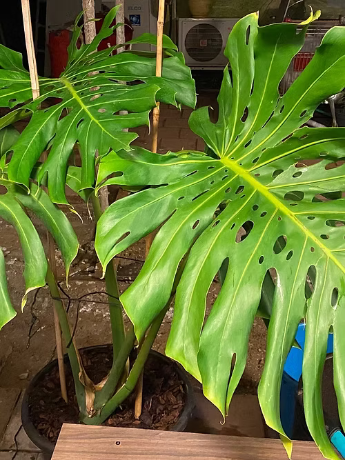 שיח מונסטרה נאכלת