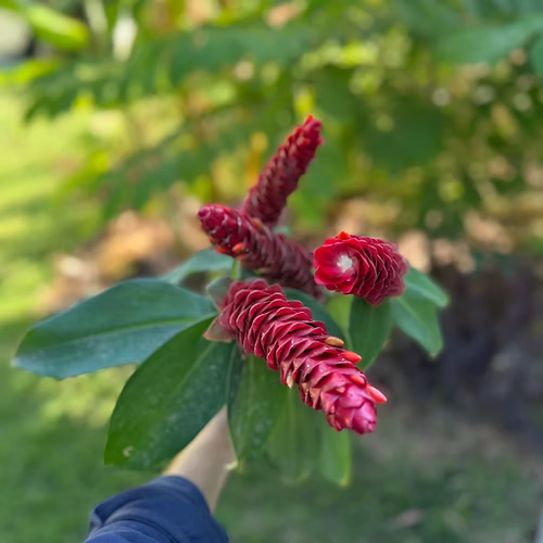 שיח ג'ינג'ר כפתור אדום