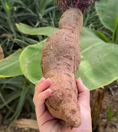שיח בטטה סגולה