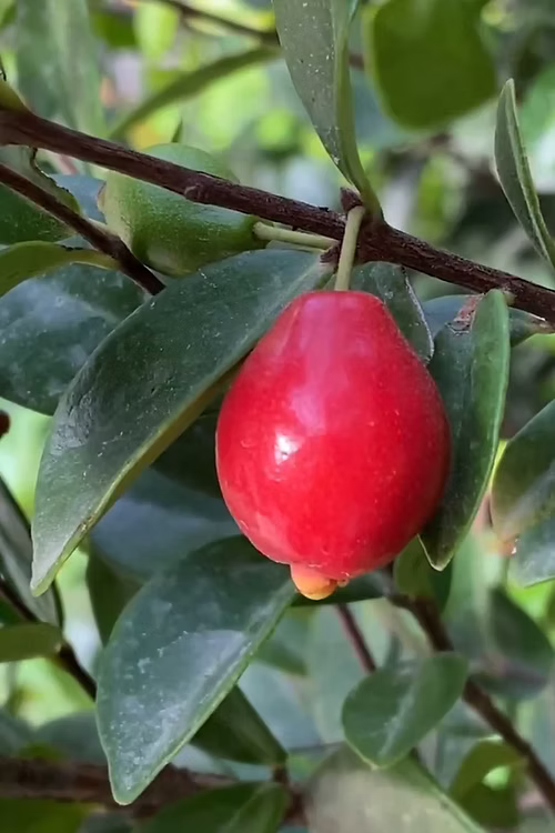 שיח דובדבן סידר ביי