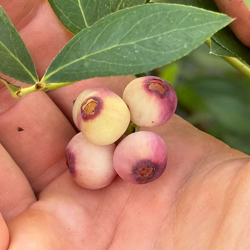 שיח אוכמניות ורודות פינק למונייד