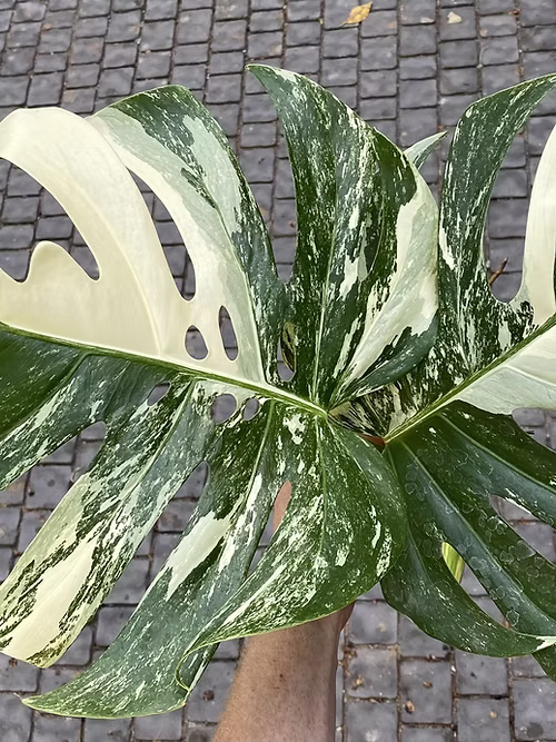 מונסטרה מגוונת אלבו