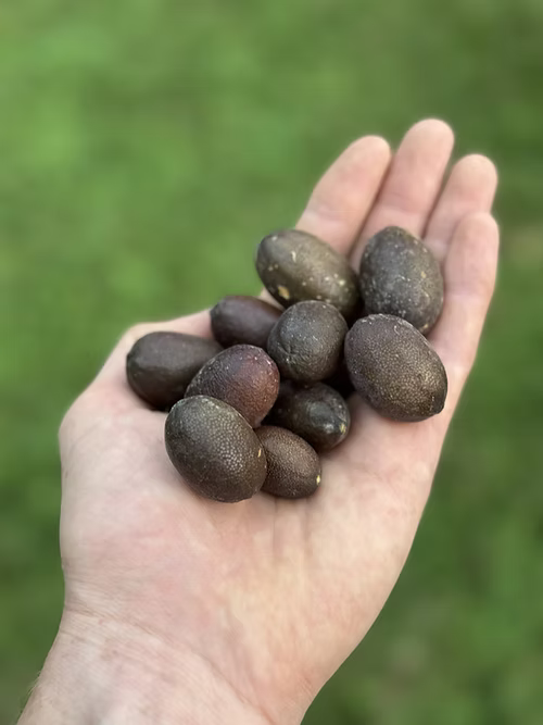 עץ פינגר ליים אדום (מורכב)