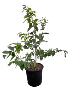 עץ פרי חמאת הבוטנים