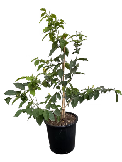 עץ פרי חמאת הבוטנים