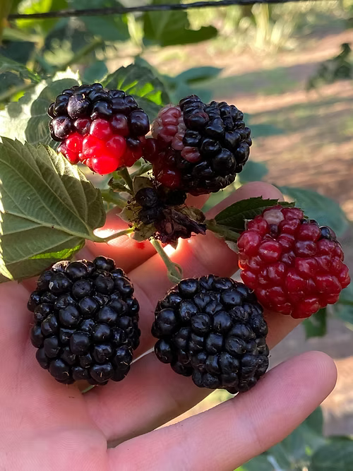 שיח אוסנה ברזוס