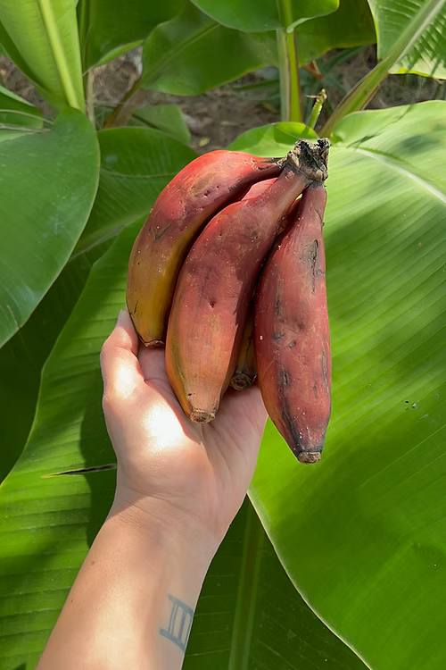 עץ בננה אדומה