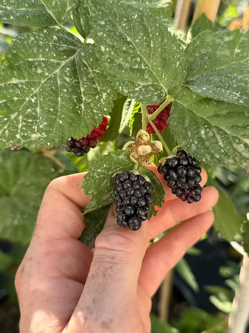 שיח מריונברי