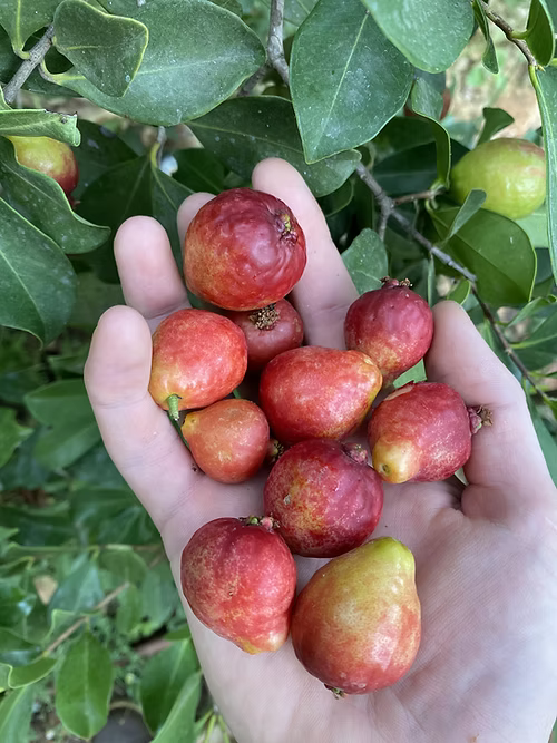 עץ גויאבה תותית אדומה