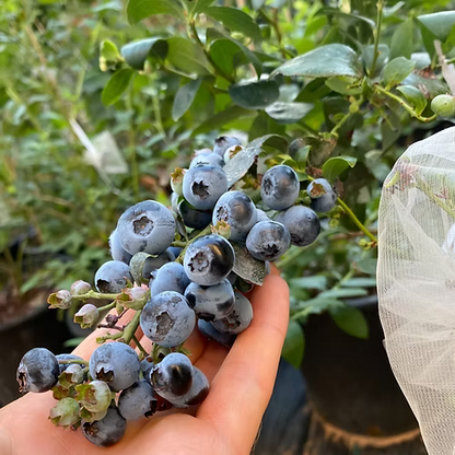 ערכה פרימיום לגידול אוכמניות בבית (SOLO)