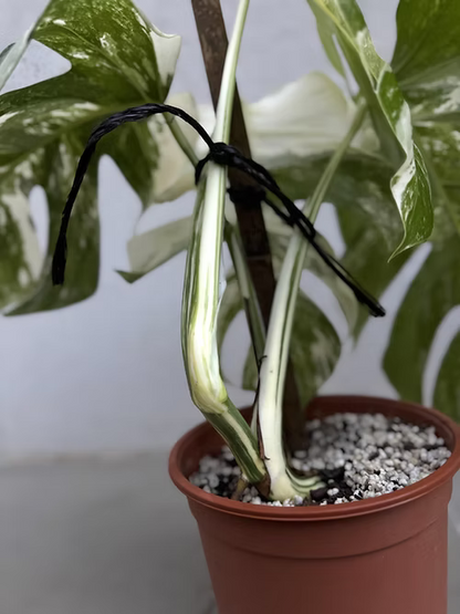 מונסטרה מגוונת אלבו