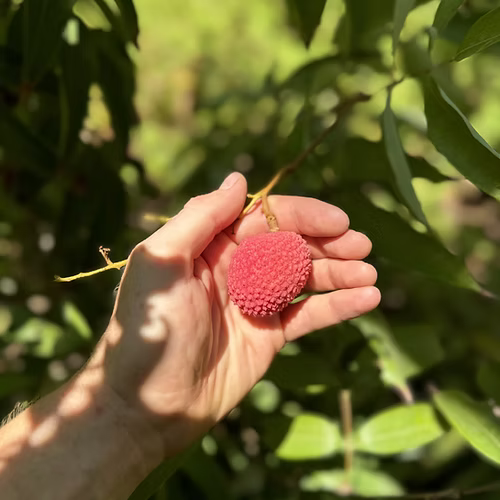 עץ ליצ'י הונג לונג