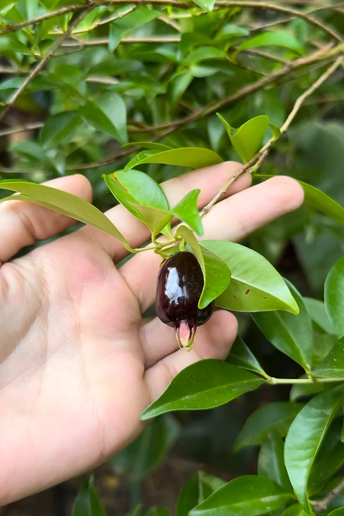 עץ דובדבן ריו גרנדה
