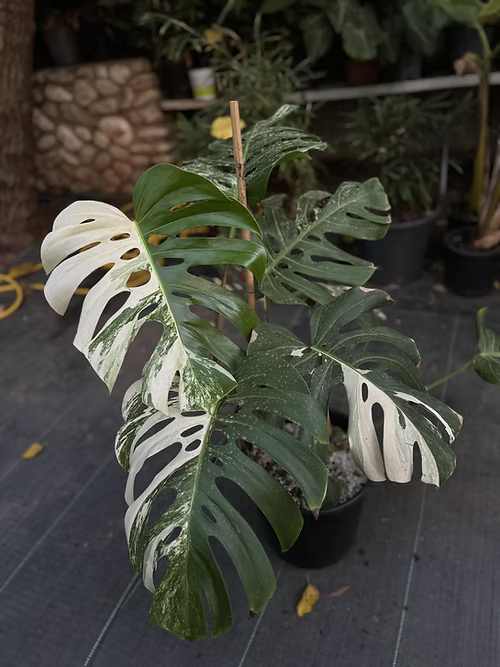 מונסטרה מגוונת אלבו