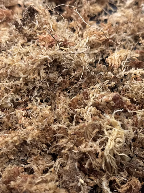 ספגנום מוס פטגוניה