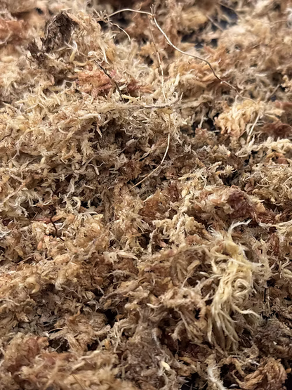 ספגנום מוס פטגוניה