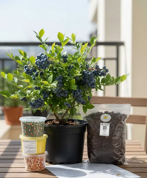 ערכה פרימיום לגידול אוכמניות בבית (SOLO)