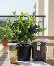 ערכה פרימיום לגידול אוכמניות בבית (SOLO)