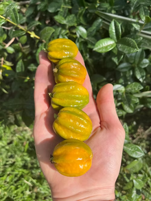 שיח פיטנגטובה - דובדבן כוכב