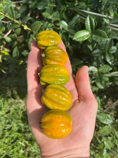 שיח פיטנגטובה - דובדבן כוכב