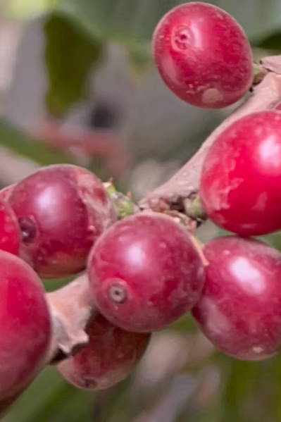 עץ קפה ערביקה