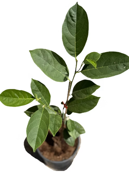 עץ ג'קפרוט גולדי קראנץ