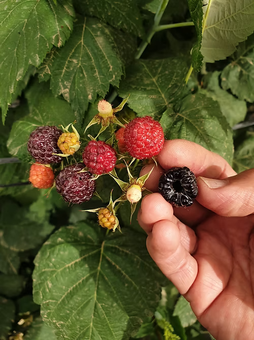 שיח פטל שחור ג'ול בלאק
