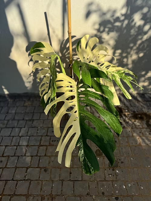 מונסטרה מגוונת אלבו