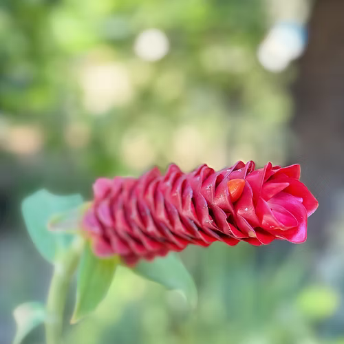 שיח ג'ינג'ר כפתור אדום