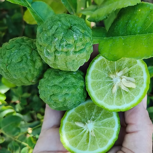 עץ קפיר ליים (מורכב)