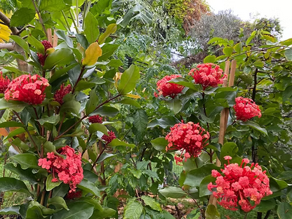 שיח איקסורה כתומה