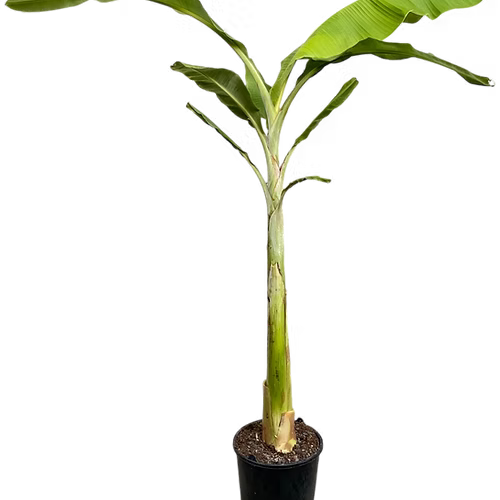 עץ בננה תפוח