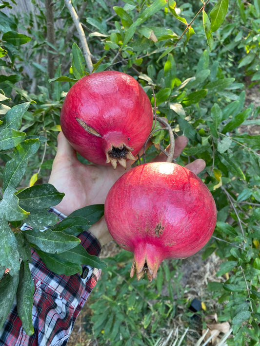 פירות רימון על ענף עץ