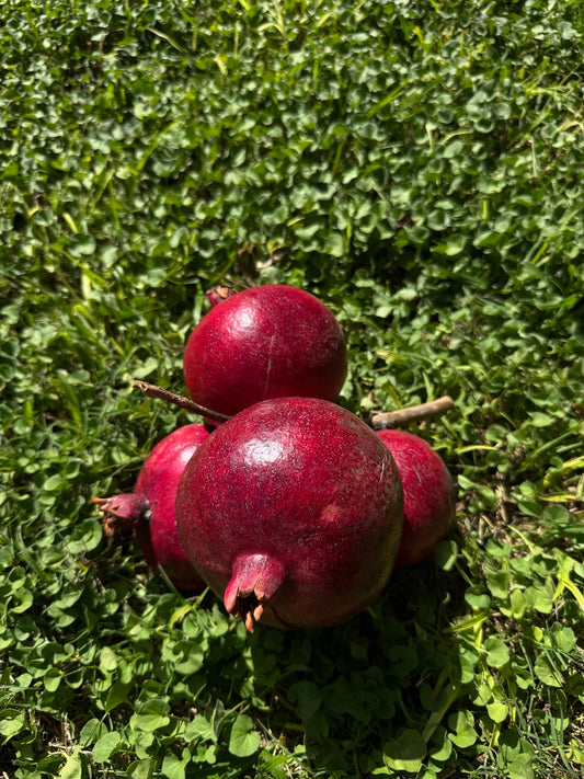 פירות רימון