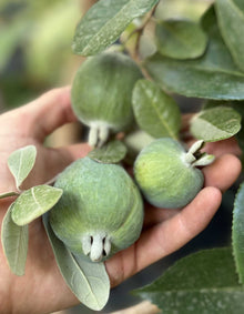 יד מחזיקה שלושה פירות פייג'ואה ירוקים על הענף, מוקפים בעלים עגולים-אליפטיים בגוון ירוק-אפרפר.