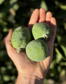 כף יד מחזיקה שלושה פירות פייג'ואה ירוקים