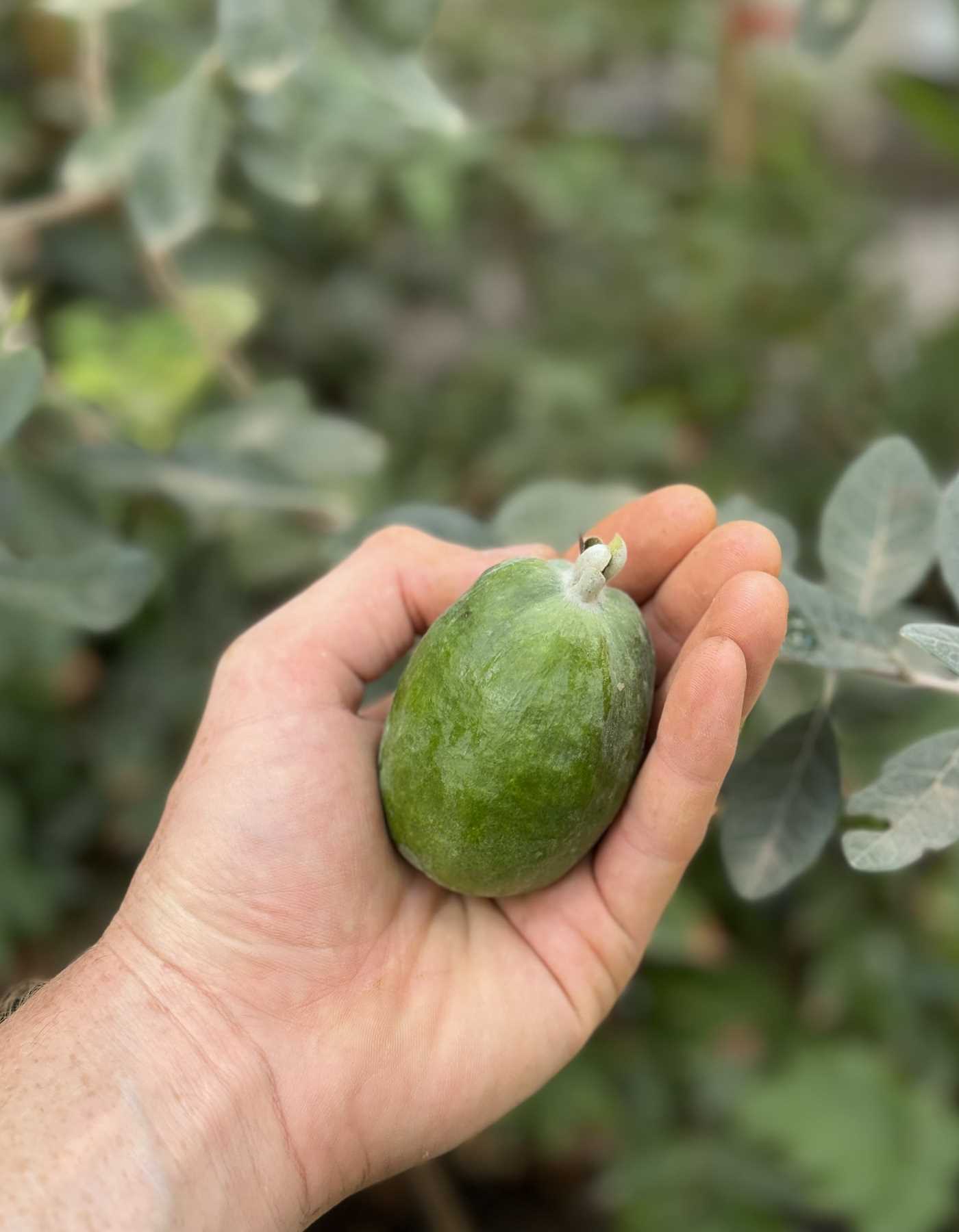 יד מחזיקה פרי פייג'ואה ירוק אחד